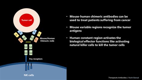 Antibody Engineering: Chimeric Monoclonal Antibodies (Part 1) | by ...