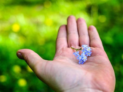 Premium Photo Cropped Hand Holding Purple Flower Against Plants