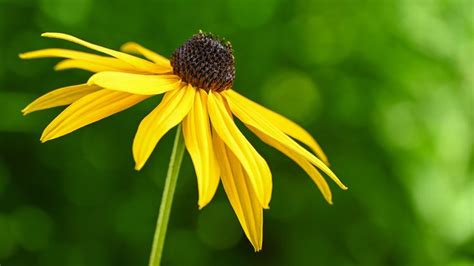 capture stunning flower close ups  natural light