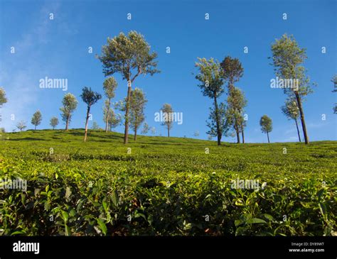 Valparai Tea Estate Hi Res Stock Photography And Images Alamy