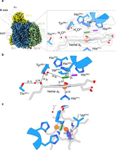 Cryo EM Density Map O State And Modelled Structure Of The Binuclear