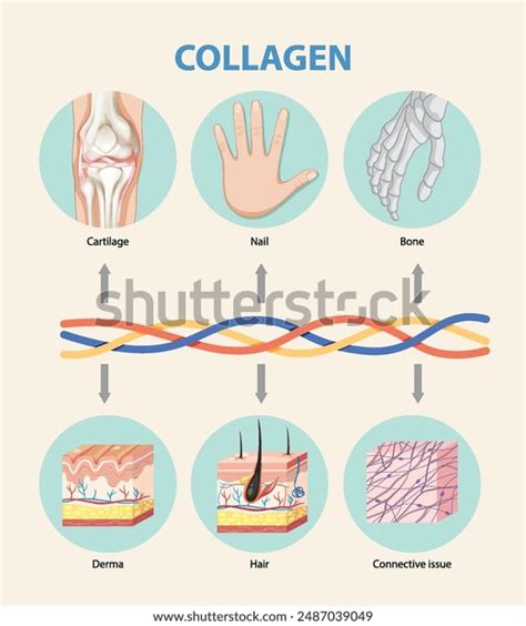 Supporting Tissue Regeneration Royalty-Free Images, Stock Photos ...