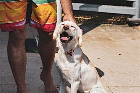 how to treat dog paws burn from pavement