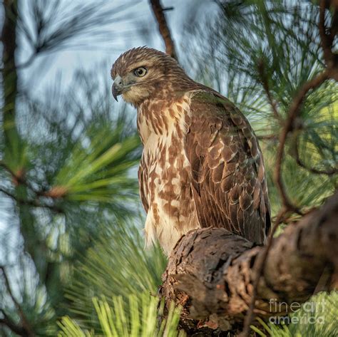 Perched For Hunting Red Tailed Hawk Photograph By Dale Powell Fine