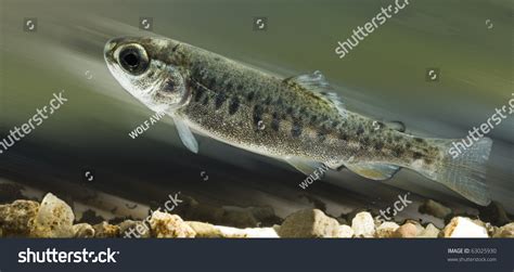 Rainbow Trout Parr Onchorynchus Mykiss Baby Stock Photo 63025930 ...