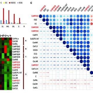 Expression Profiling Validation And Correlation Analysis A The