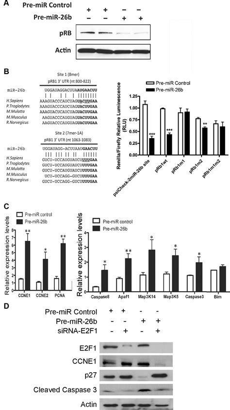 Retinoblastoma Is A Direct Target Of Mir B A Western Blot Analysis