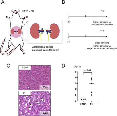 Single Cell Transcriptome Analysis Of A Rat Model Of Bilateral Renal