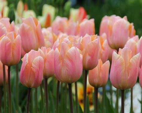 Tulip Apricot Beauty Bulbs Buy Online At Farmer Gracy Uk Tulips