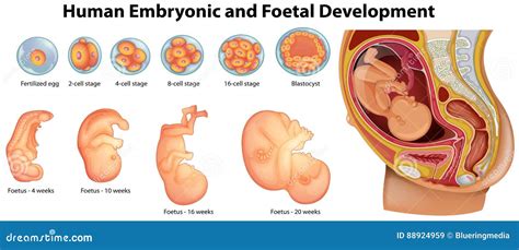 Diagrama Que Mostra O Desenvolvimento Embrionário E Fetal Humano