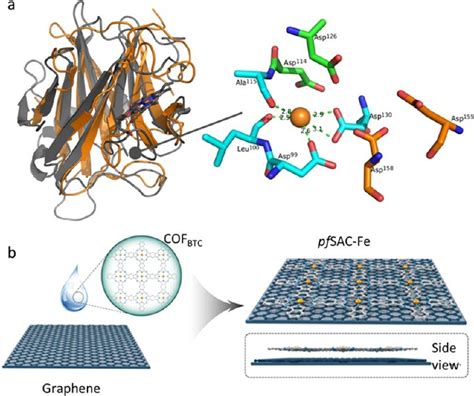 A Basic Structure Of Natural Enzyme Dopamine β Hydroxylase Used