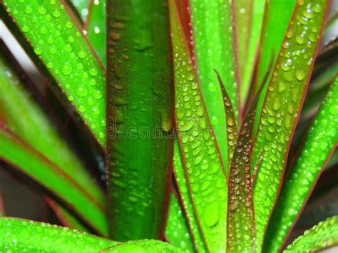 Dracaena Vermelho Afiado Planta Marginata Fundo Branco árvore