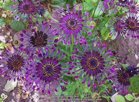 Photo Of The Bloom Of African Daisy Osteospermum Ecklonis Deluxe