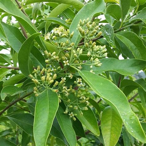 Spring At The Summit Sandalwood Trees In Flower Sandalwood Tamanu