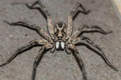 Wolf Spiders Identification & Prevention Guide | 24H Pest Pros