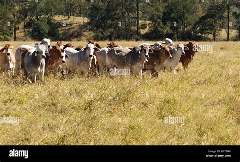 La Industria La Agricultura La Ganader A Bovina Granja Vacas