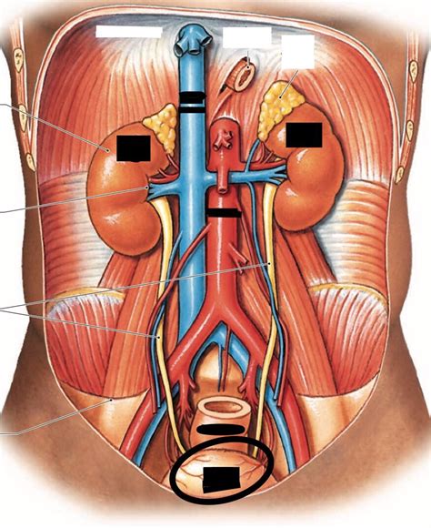 Human Urinary System Anatomy Flashcards Memorang