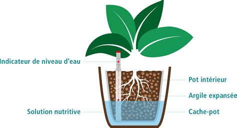 Hydroculture Faire Pousser Des Plantes Sans Terre Florabora