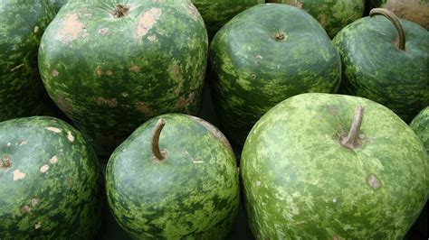 Apple Gourd Seeds – Gourds for Birds