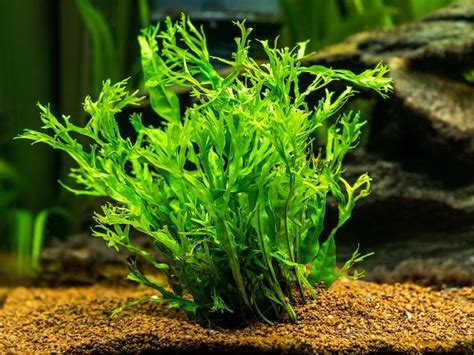 Les Meilleures Plantes Vivantes Pour Aquarium