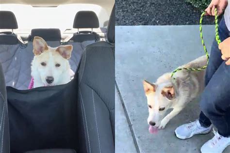 Feliz por ser adotada, cachorrinha de abrigo corre para os braços dos