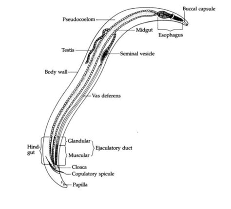 Human Parasitology Nematodes L Flashcards Quizlet