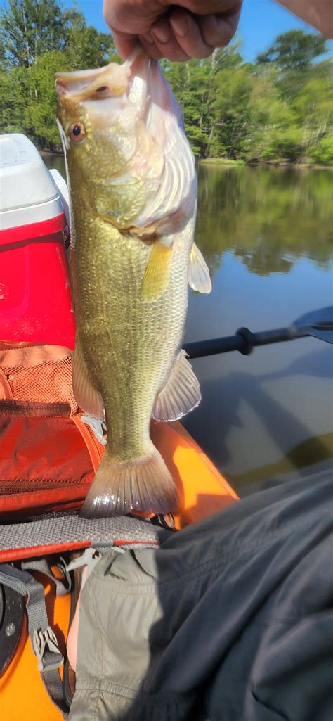 Catch From This Morning Out In My Kayake Water Was Low In My Usual Spot Only About 3 Feet Deep