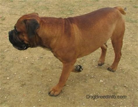 Bullmastiff Dog Breed Pictures, 5