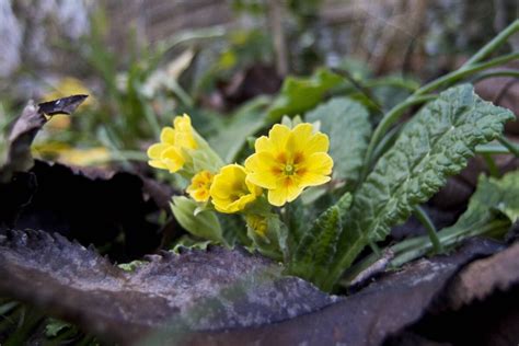 Berlin erlebt den zweiten Frühling B Z Stimme Berlins