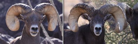 Jay Scott Outdoors How To Field Judge And Score Desert Bighorn Sheep