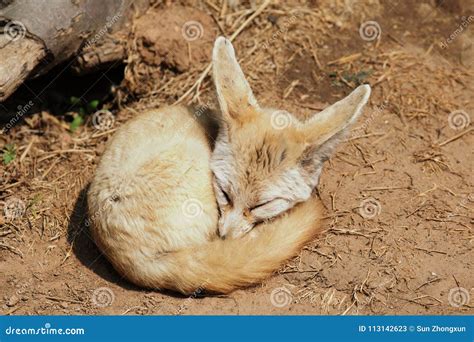 Fennec Fox Stock Image Image Of Land Covered Pubescence 113142623