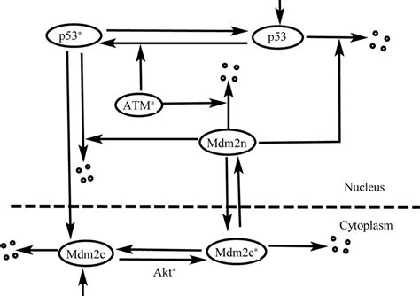 Schematic Representation Of The P53Mdm2 Oscillator Two Forms Of