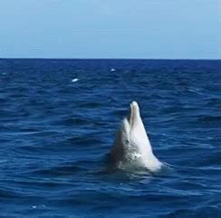 Dolphin Flip Dolphin Flip Discover Share Gifs Dolphins