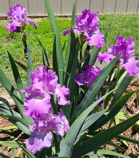 Photo Of The Entire Plant Of Tall Bearded Iris Iris New Renaissance