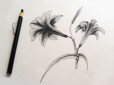 Flower Sketches (.gif) by Julieta Felix on Dribbble