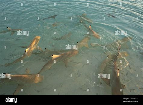 Feeding Frenzy Of Blacktip Reef Sharks In The Maldives In Early Evening