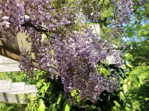 Chinesischer Blauregen Prolific Wisteria Sinensis Prolific