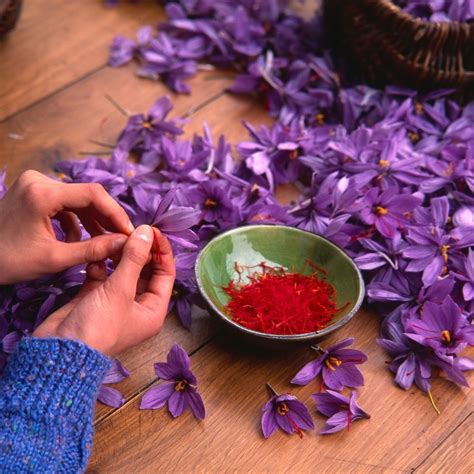 Top 4 Reasons Saffron Is So Expensive - Foodiosity