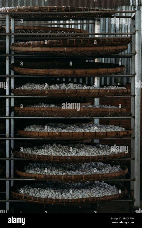 Silk Worm Cocoons Sitting On Wicker Baskets Stacked On A Metal Rack To