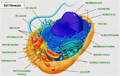 √ Organel Sel Hewan Pengertian Gambar Struktur Fungsi