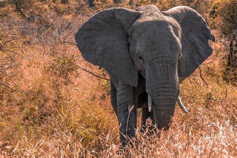 Elefantes Africanos Enfrentan Creciente Peligro De Extinción Alertan