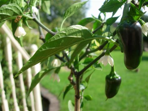 Chilli Pepper Heaven:: Grow Your Own Chilli Plants