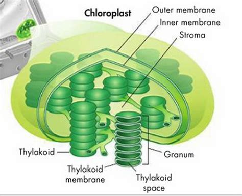 What Is Granum In Biology