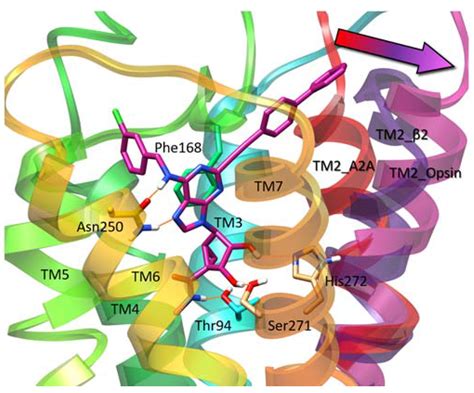 Adenosine Receptor Structure