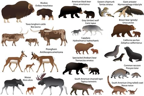 Common Animals