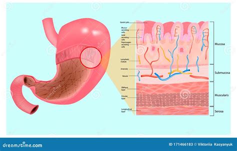 Muqueuse Gastrique Et Couches De L Estomac Illustration De Vecteur
