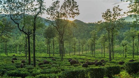 Through The Lens Herping Around The Western Ghats A Photostory