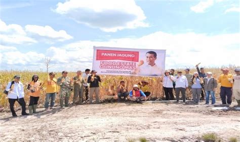 Saat Ini Panen Jagung Di Food Estate Gunung Mas