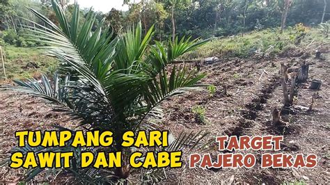 Tanaman Tumpang Sari Cabe Di Lahan Kelapa Sawit YouTube