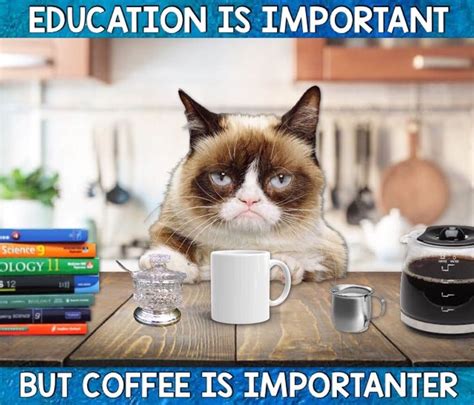 Grumpy Cat Coffee ☕️☕️☕️ Grumpy Cat Grump Cat Grumpy Cat Quotes